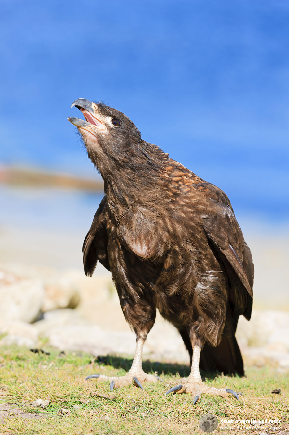 Falklandkarakara (Phalcoboenus australis), Johnny Rook, Striated Caracara (Phalcoboenus australis)