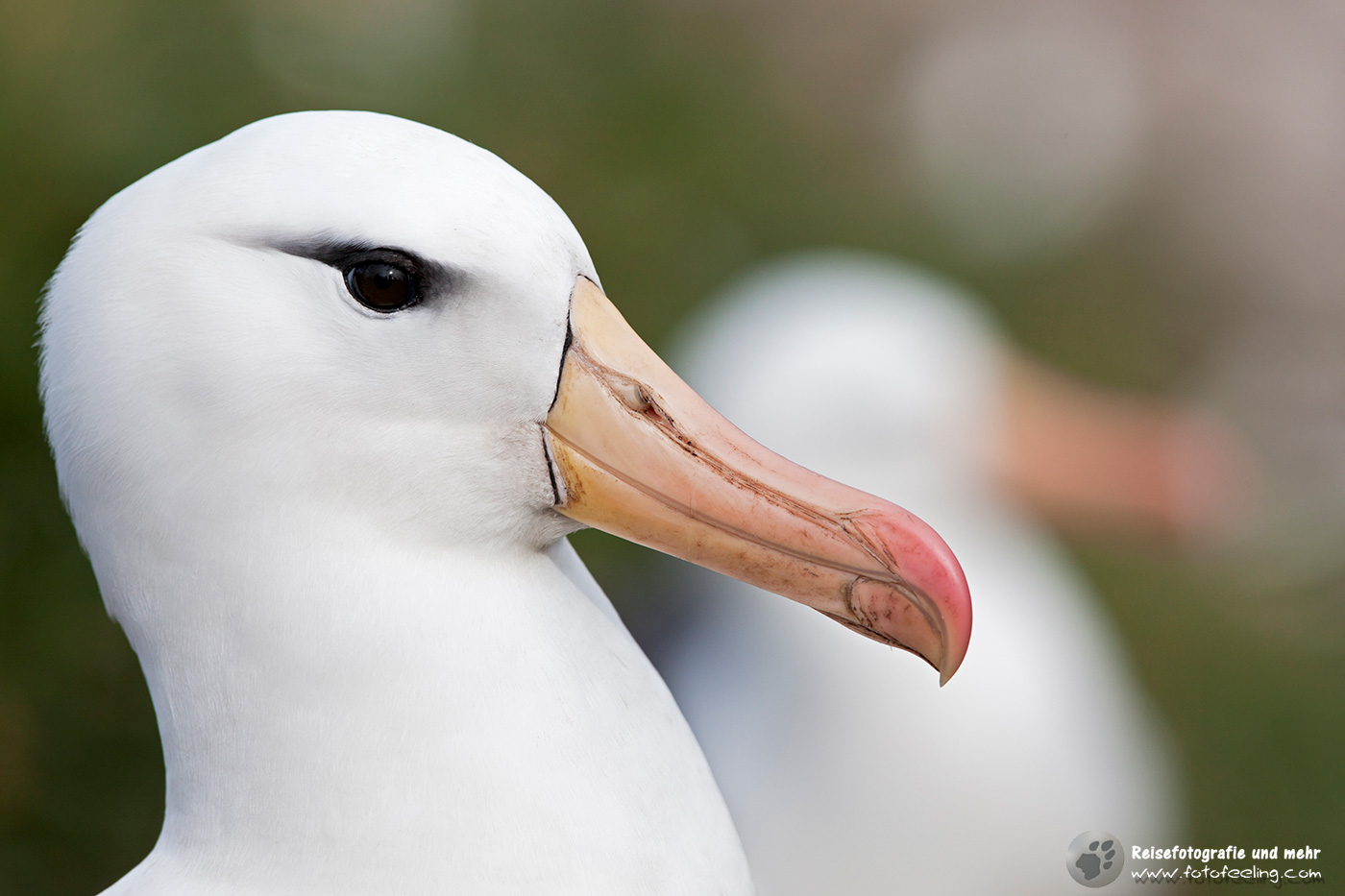 Wanderalbatros, Wandering Albatross,  (Diomedea exulans)