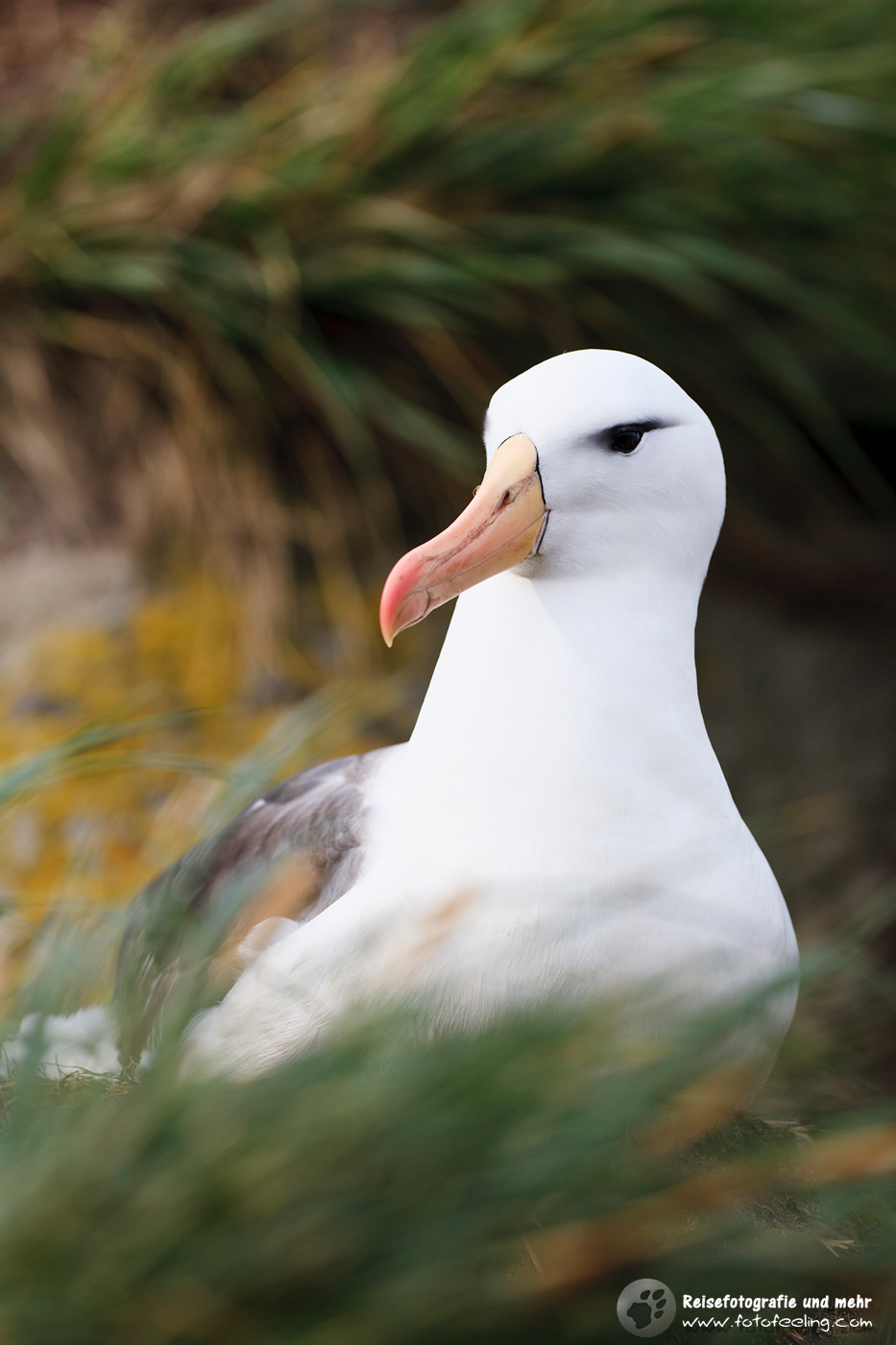 Wanderalbatros, Wandering Albatross,  (Diomedea exulans)