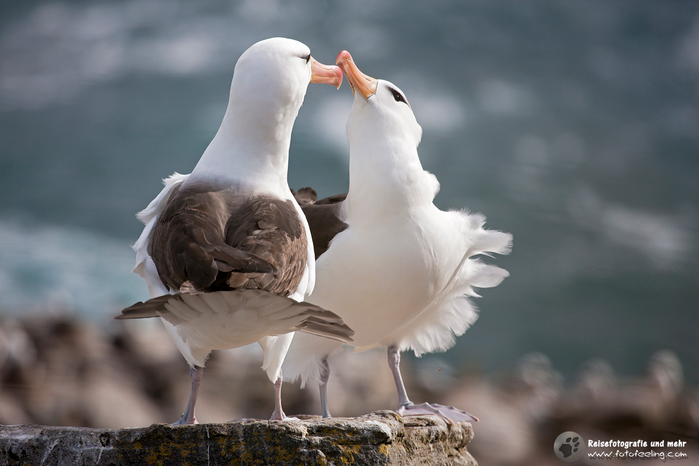 Wanderalbatros, Wandering Albatross,  (Diomedea exulans)
