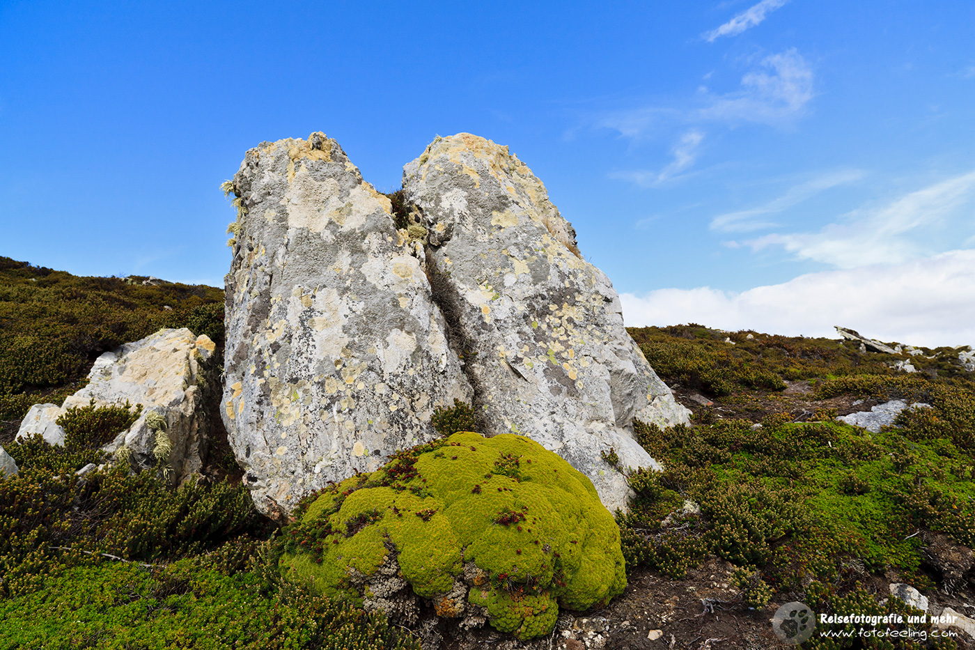 Steine und Vegetation der Falklandinseln