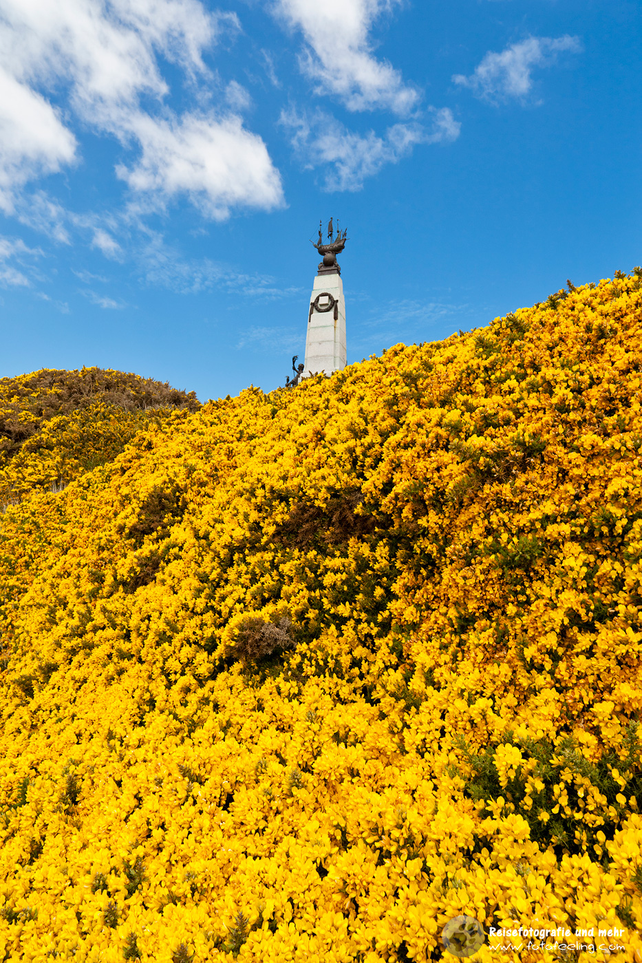 Kriegsmahnmal im Ginster, gorse (Ulex europaeus)