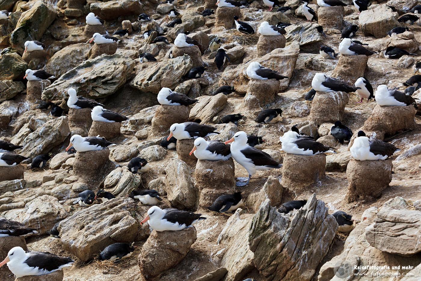 Brutkolonie Wanderalbatros, Wandering Albatross,  (Diomedea exulans) und Goldschopfpinguin, Macaroni Penguin (Eudyptes chrysolophus)