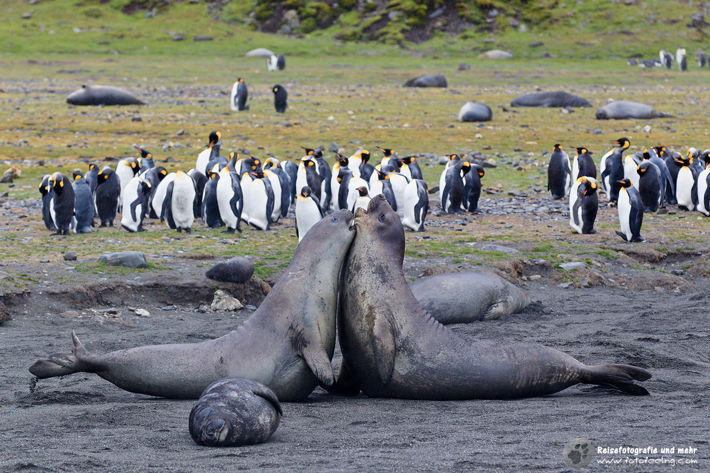 Südliche See-Elefanten (Mirounga leonina) rangeln miteinander