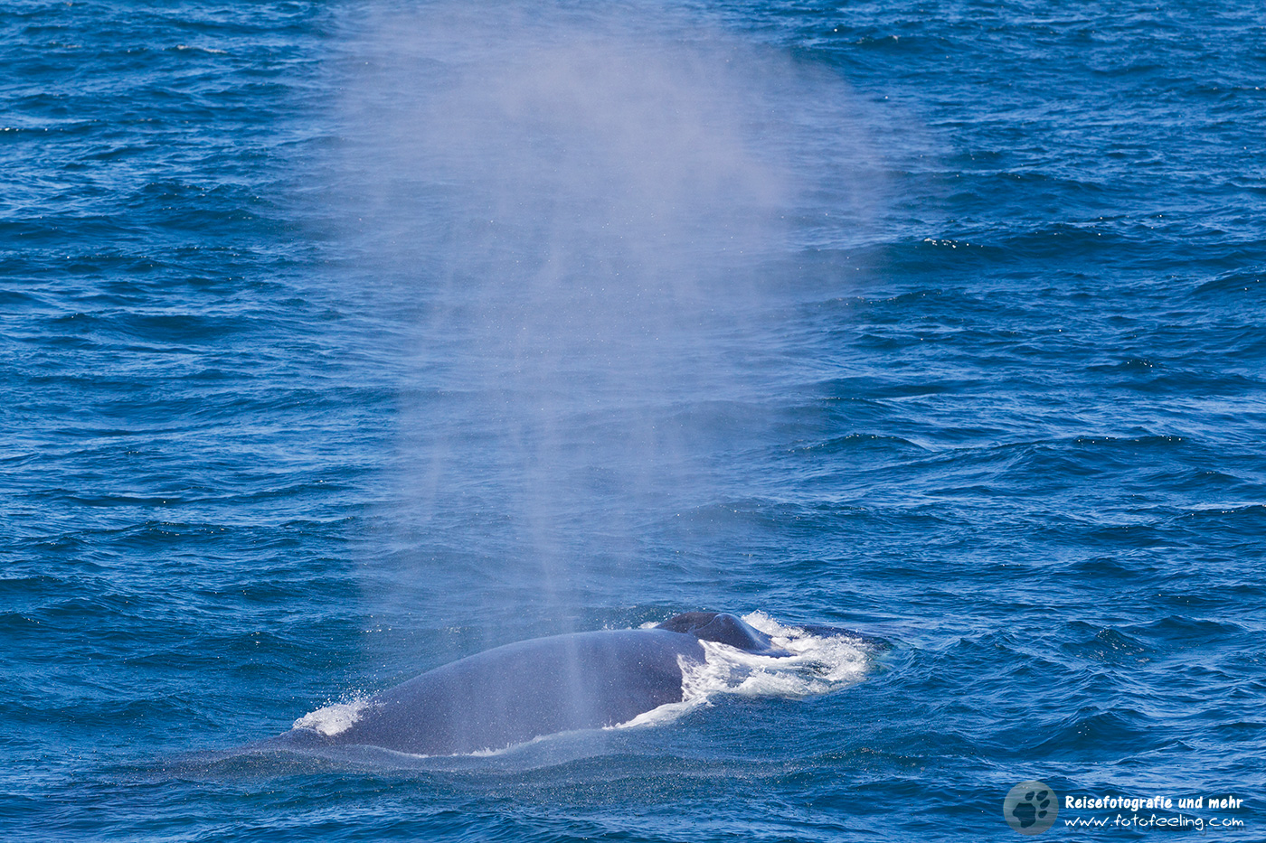 Finnwal, fin whale, finback whale (Balaenoptera physalus)