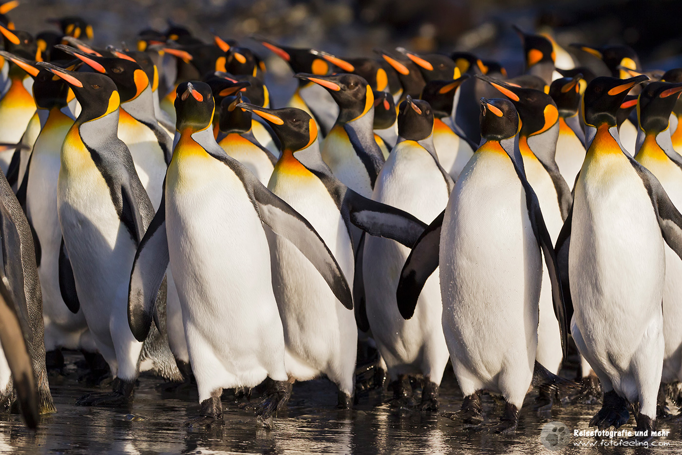 Königspinguine von Whistle Cove