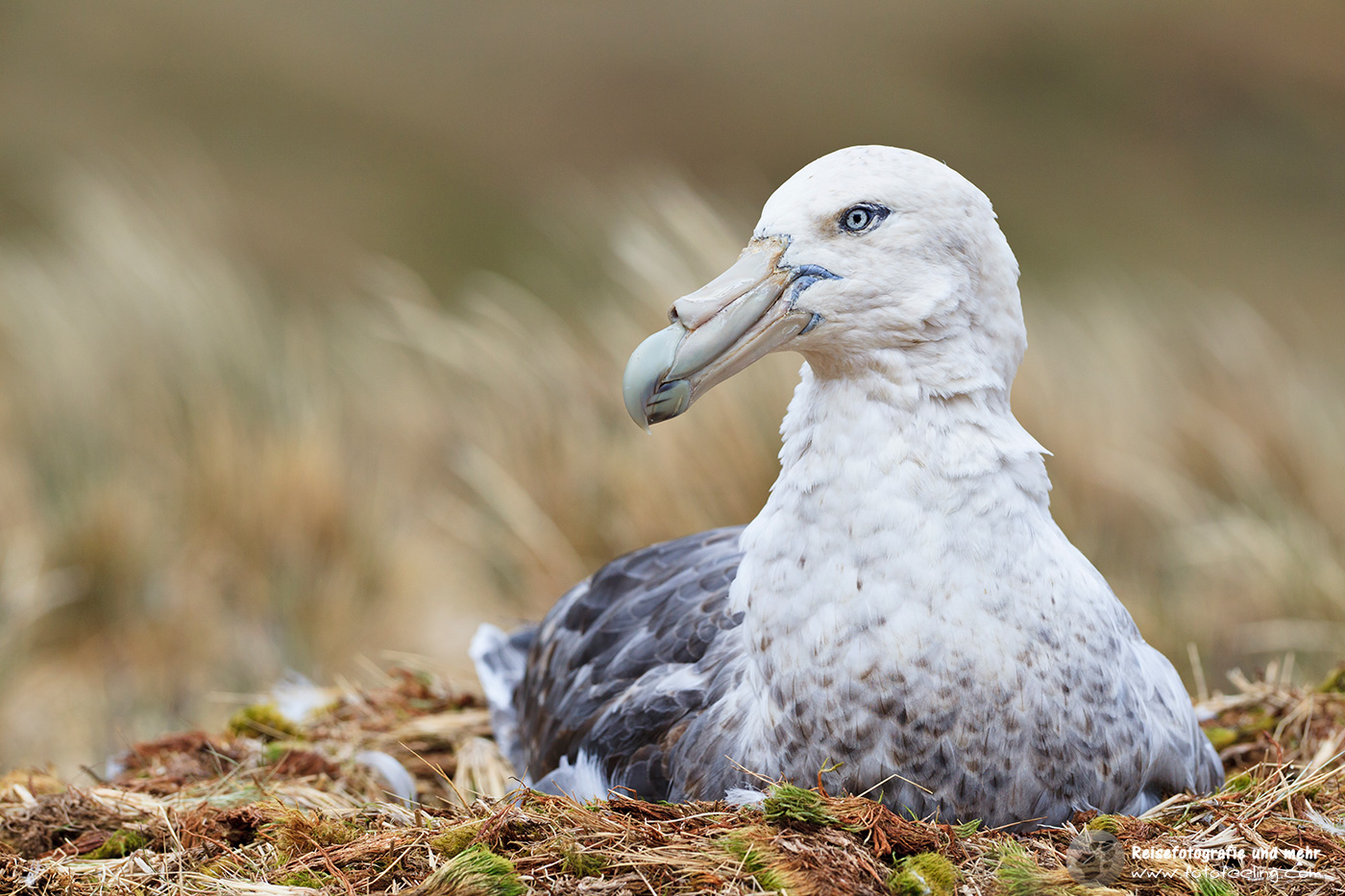 Sturmvogel, Southern Giant Petrel, Antarctic Giant Petrel, Giant Fulmar, Stinker, Stinkpot (Macronectes giganteus) auf dem Nest