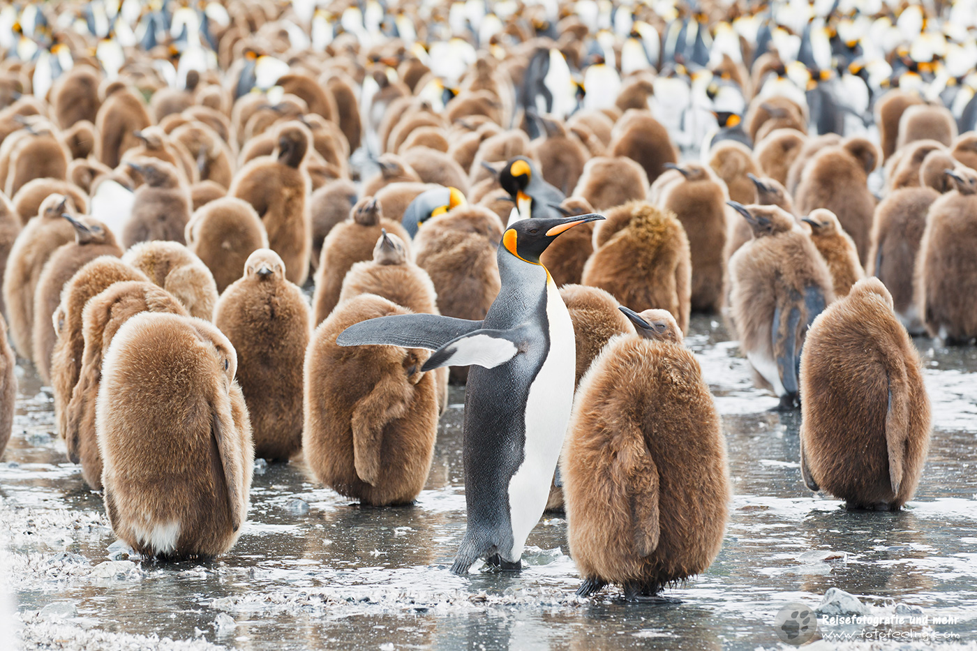 Königspinguin, King Penguin (Aptenodytes patagonicus) mit Küken