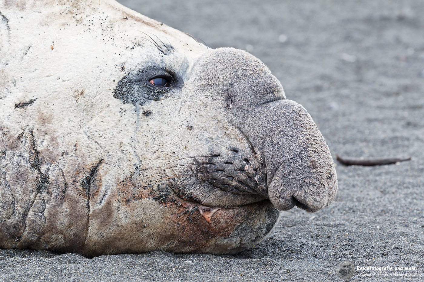 Südlicher See-Elefant (Mirounga leonina)