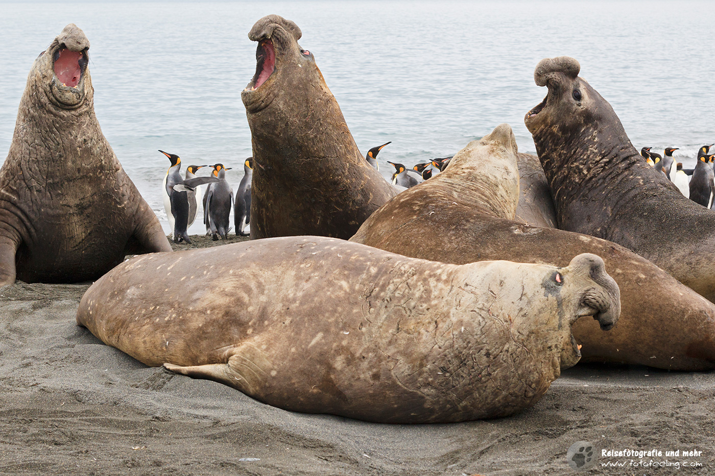 Südlicher See-Elefant (Mirounga leonina) - Bullen Rangelei