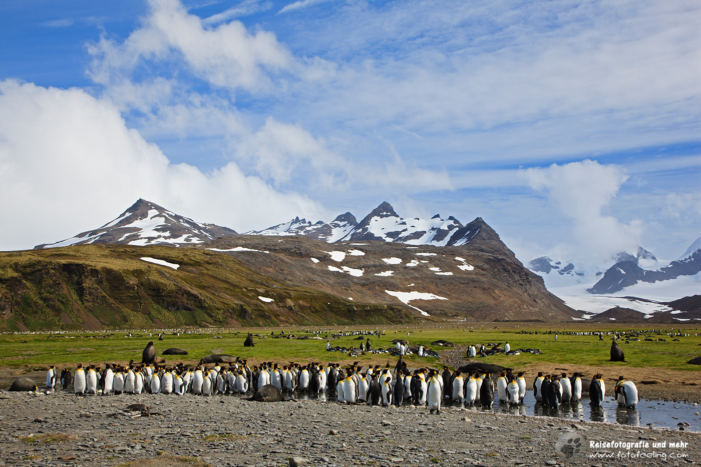 Königspinguine, King Penguin (Aptenodytes patagonicus)