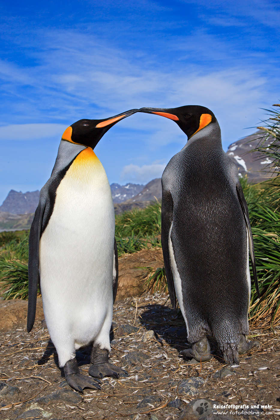 Königspinguine, King Penguin (Aptenodytes patagonicus)