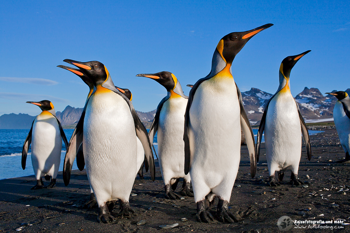 Königspinguine, King Penguin (Aptenodytes patagonicus)