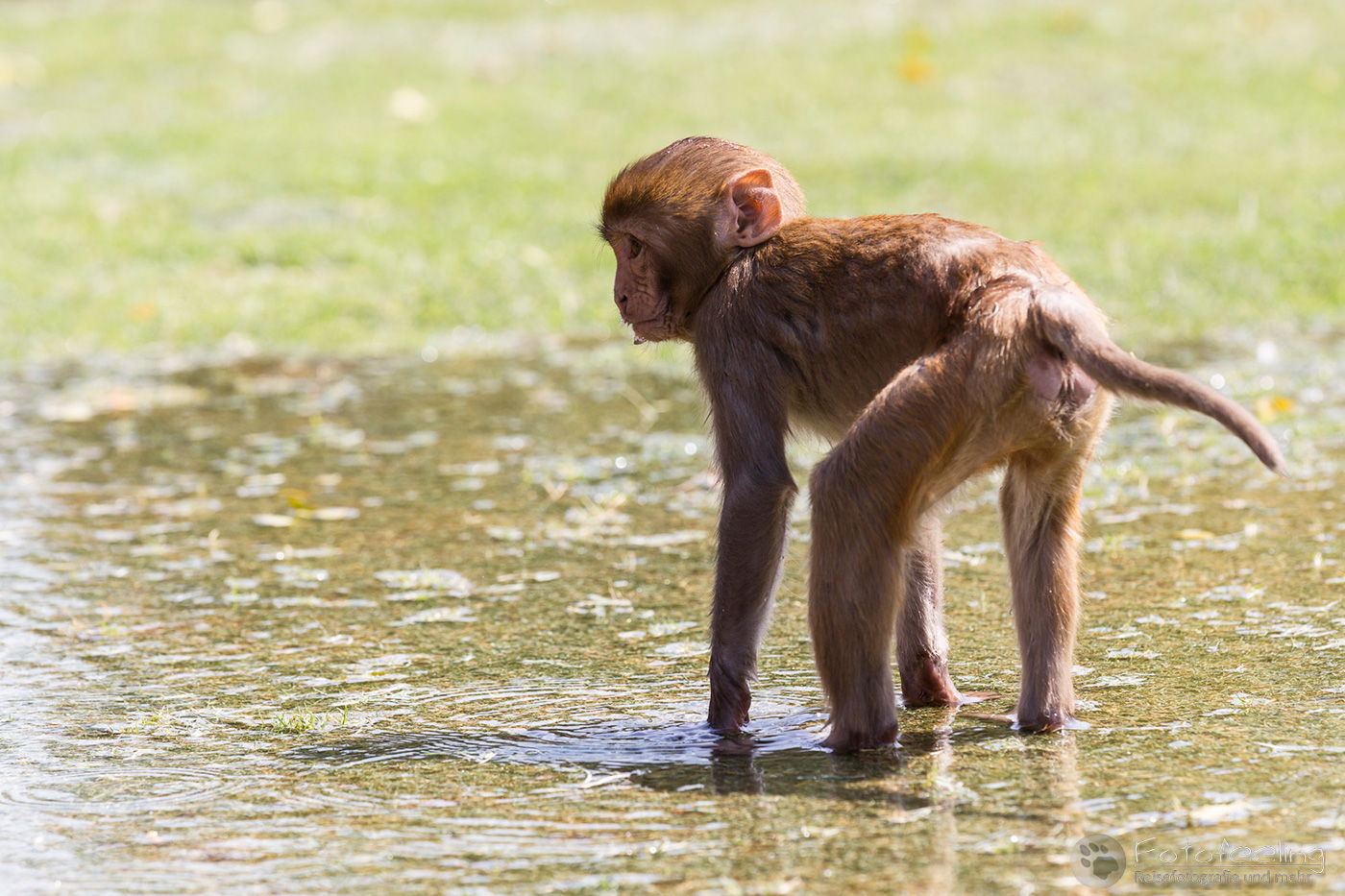 Rhesusaffe (Macaca mulatta) am Roten Fort in Agra