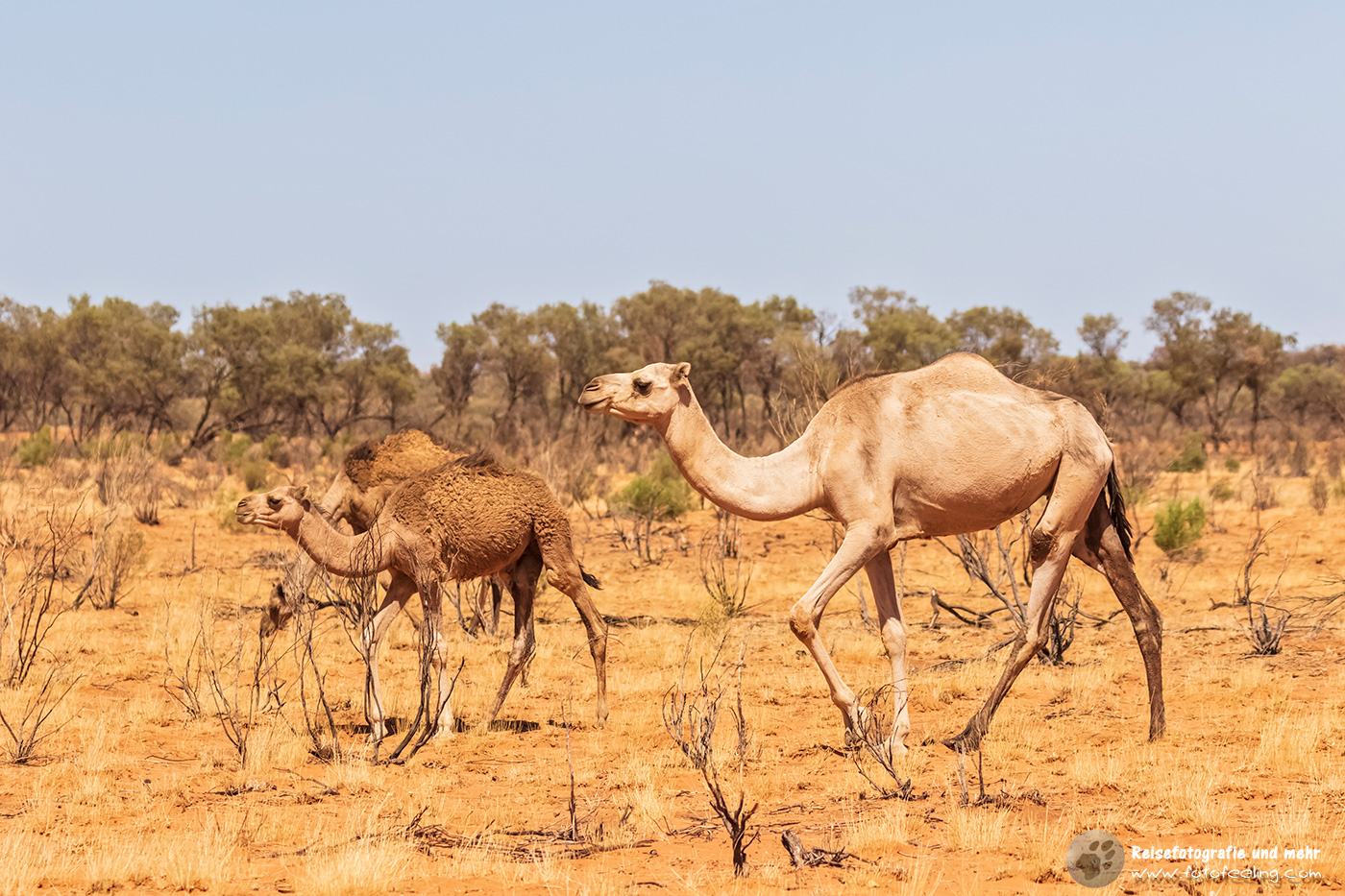 Wilde Kamele, Dromedar (Camelus dromedarius)