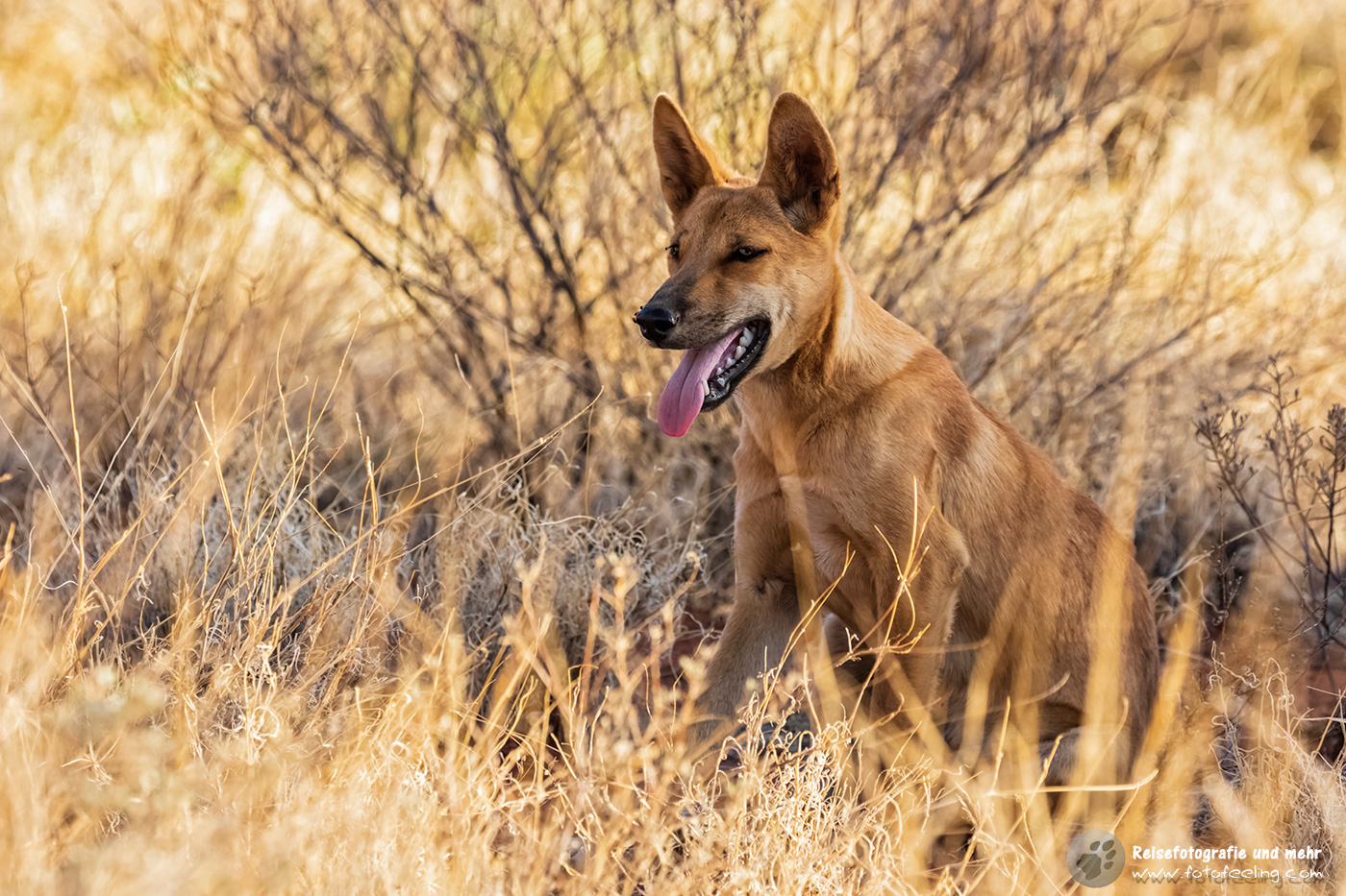 Australischer Dingo (Canis lupus dingo)