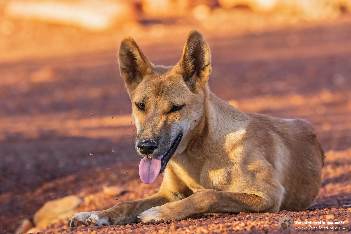 Australischer Dingo (Canis lupus dingo)
