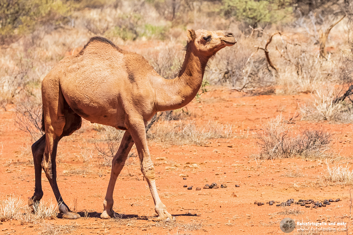 Wildes Kamel, Dromedar (Camelus dromedarius)