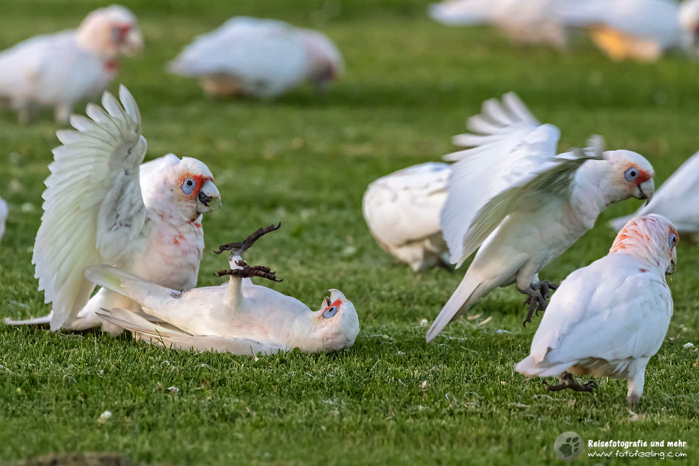Nasenkakadus (Cacatua tenuirostris)