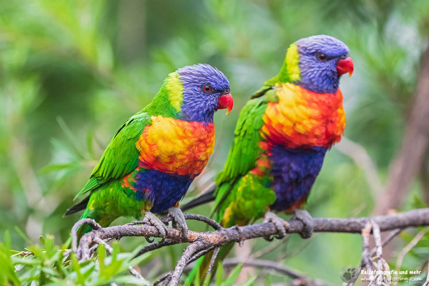 Loris (Loriini), Lories oder Honigpapageien