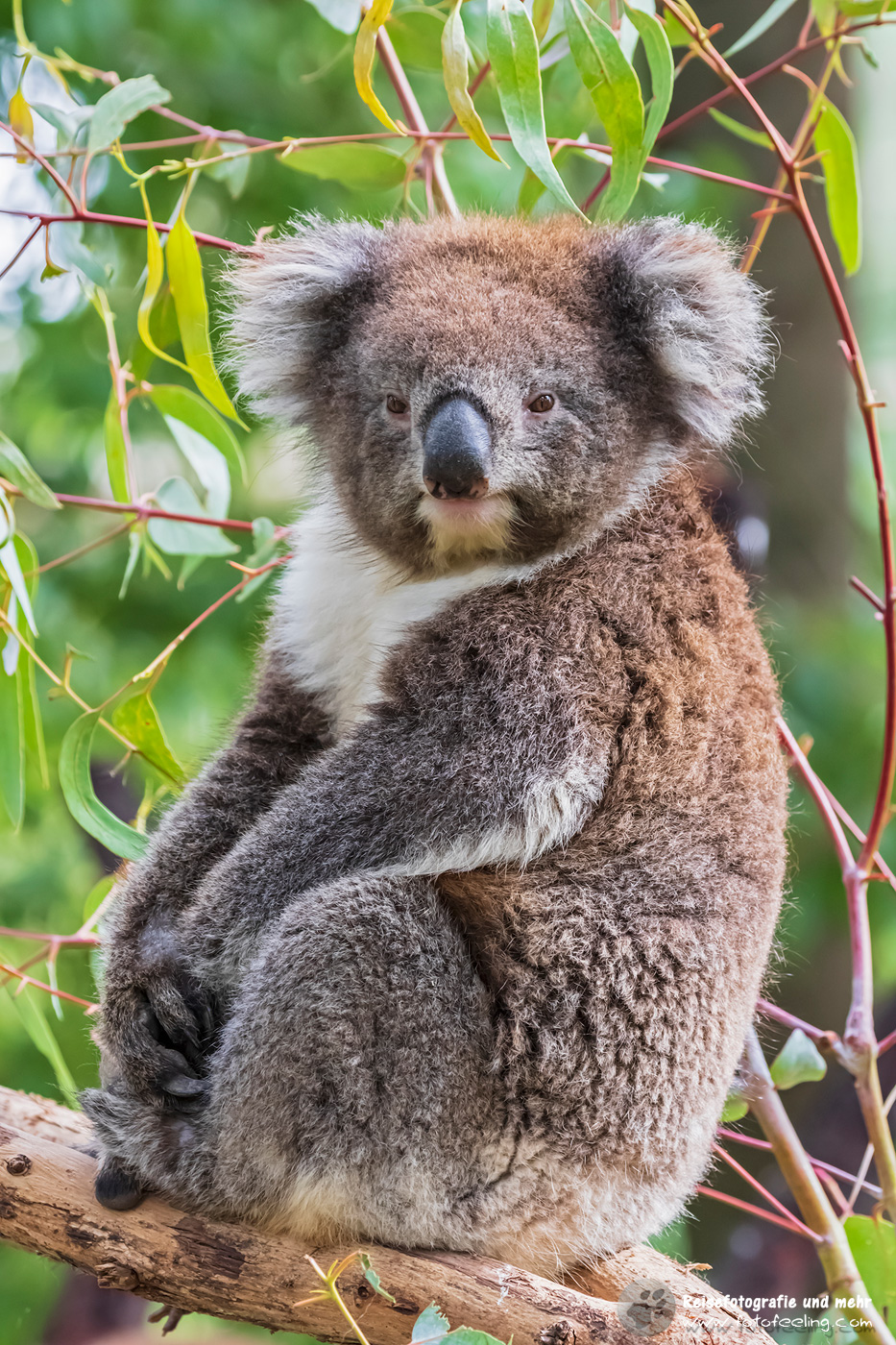 Koala (Phascolarctos cinereus)