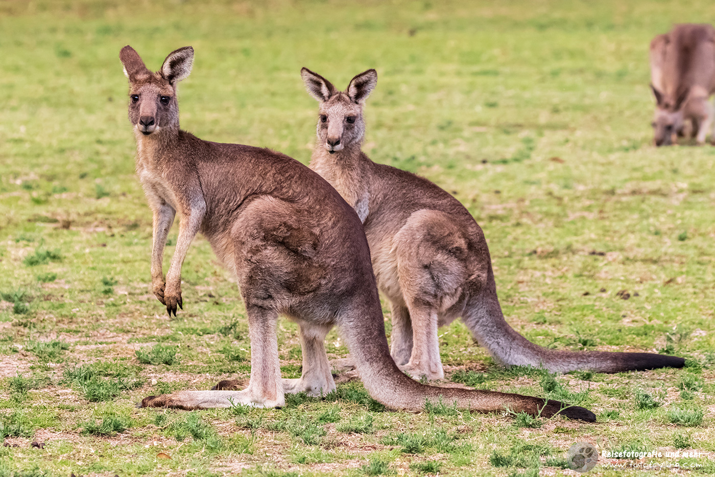 Graues Riesenkänguru (Macropus giganteus)