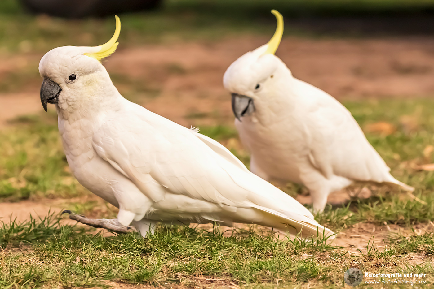 Gelbhaubenkakadu (Cacatua galerita)