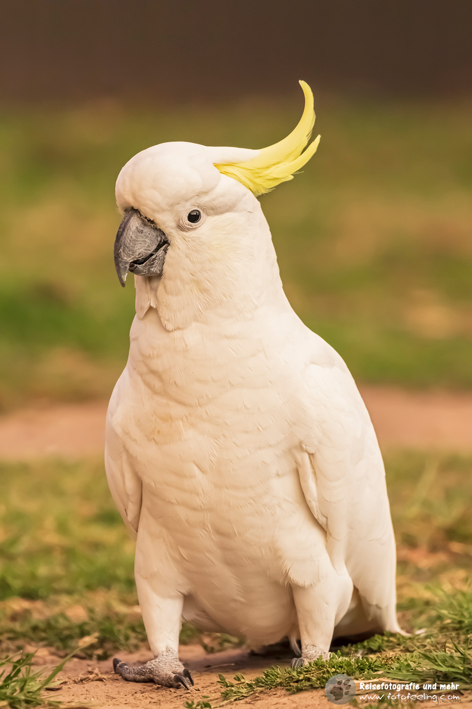 Gelbhaubenkakadu (Cacatua galerita)