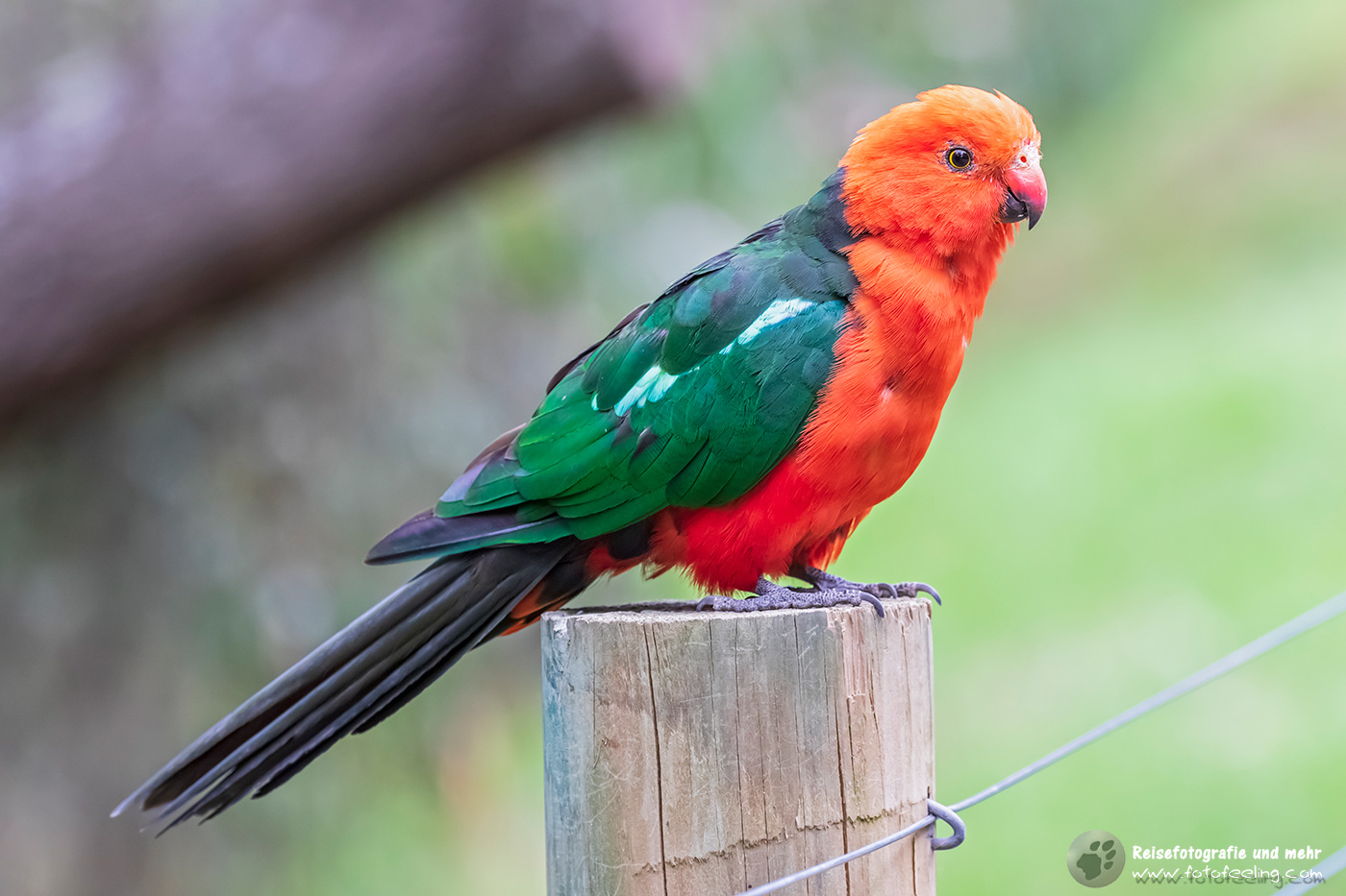 Königssittich (Alisterus scapularis)