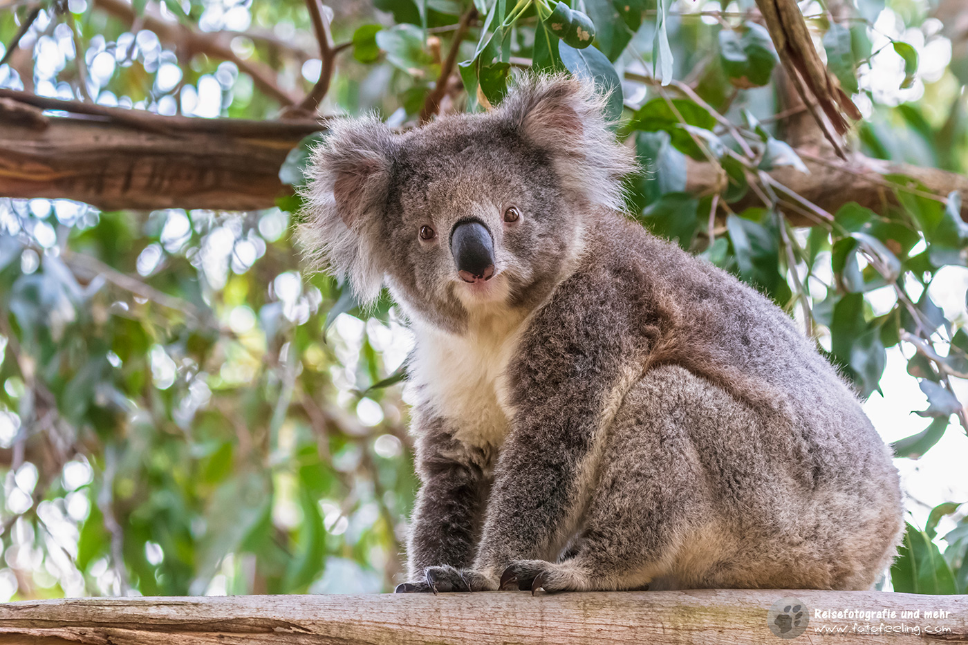 Koala (Phascolarctos cinereus)