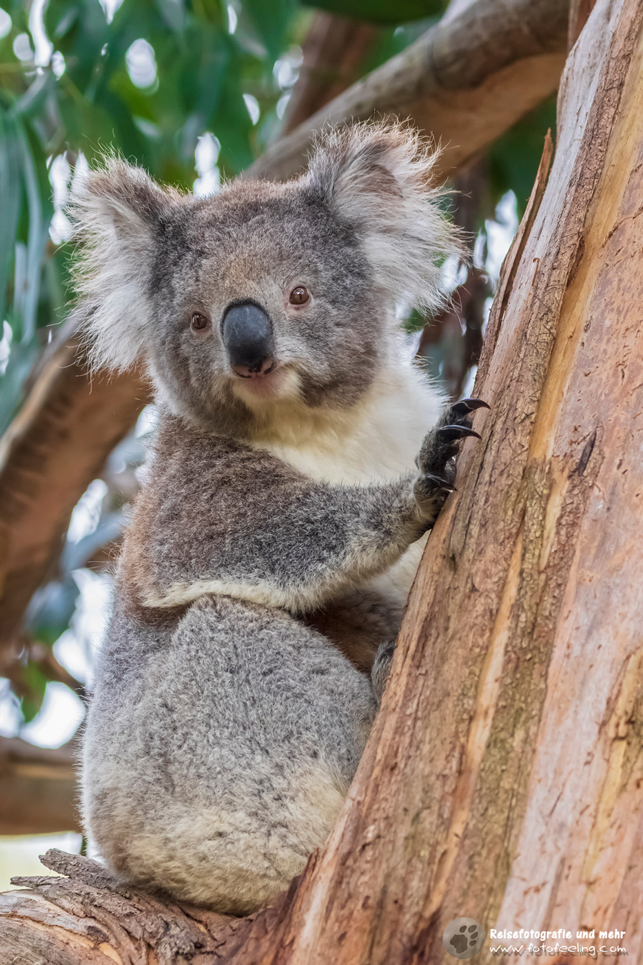 Koala (Phascolarctos cinereus)