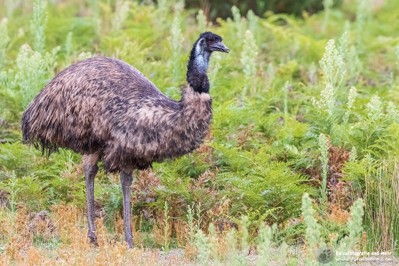 Emu (Dromaius)