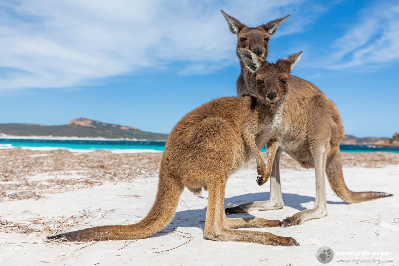 Westliche Graue Riesenkängurus (Macropus fuliginosus)