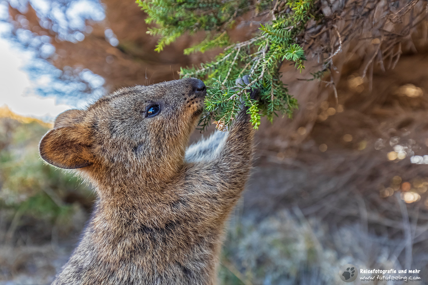 Quokka oder Kurzschwanzkänguru (Setonix brachyurus)