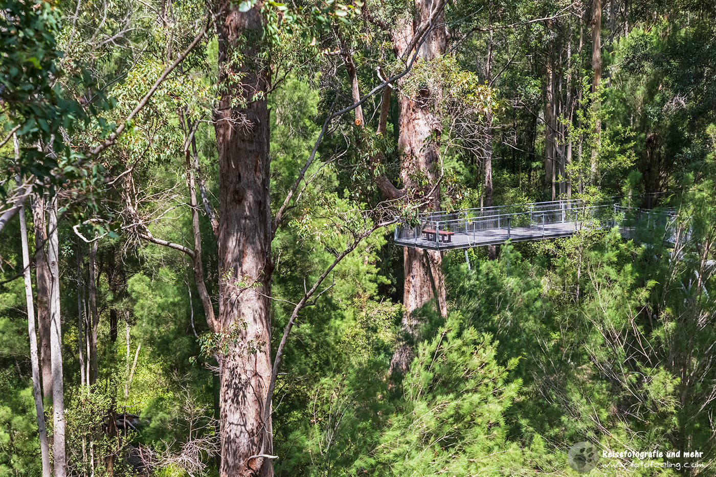 Tree Top Walk, Red Tingle, Eucalyptus jacksonii im „Valley of the Giants“,