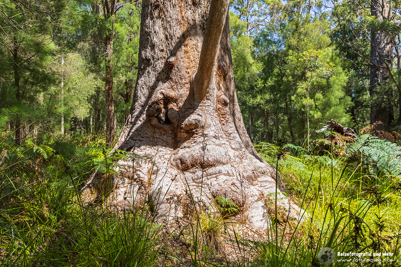 Mother Trngle,Red Tingle, Eucalyptus jacksonii im „Valley of the Giants“