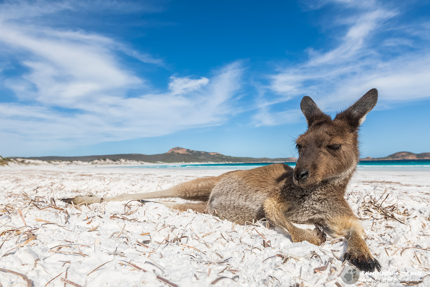 Westliche Graue Riesenkängurus (Macropus fuliginosus)