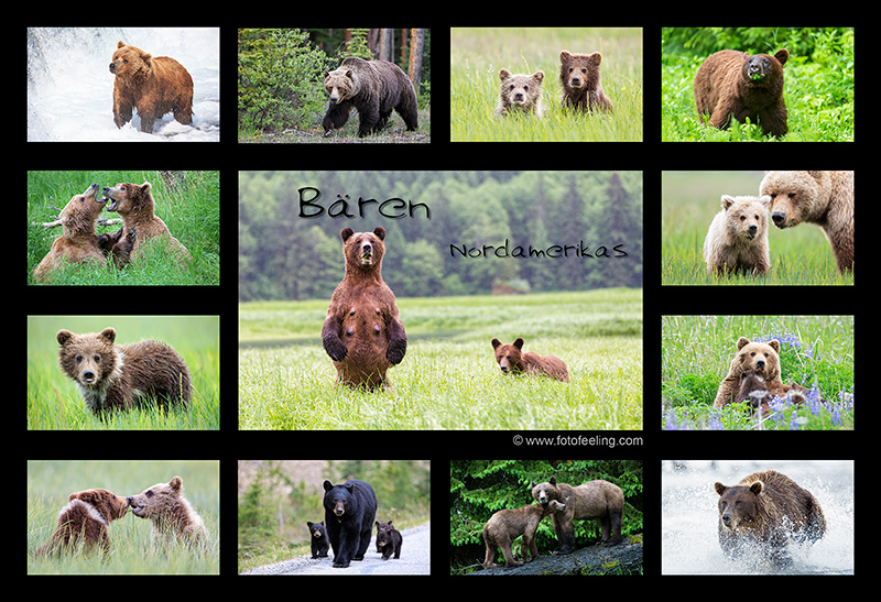 Bären Nordamerikas