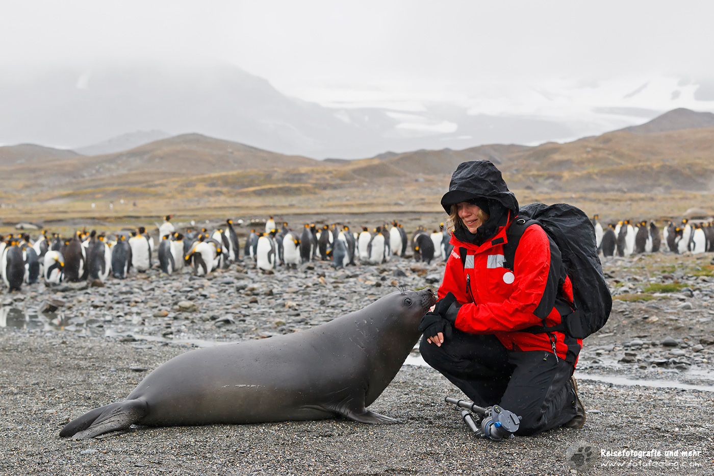 Südliche See-Elefanten (Mirounga leonina) Babys