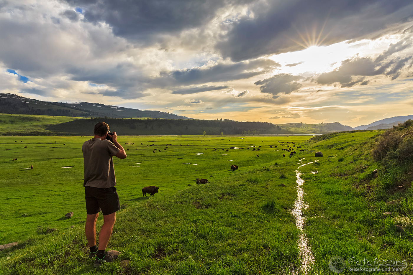 Bisonherde im Lamar Valley