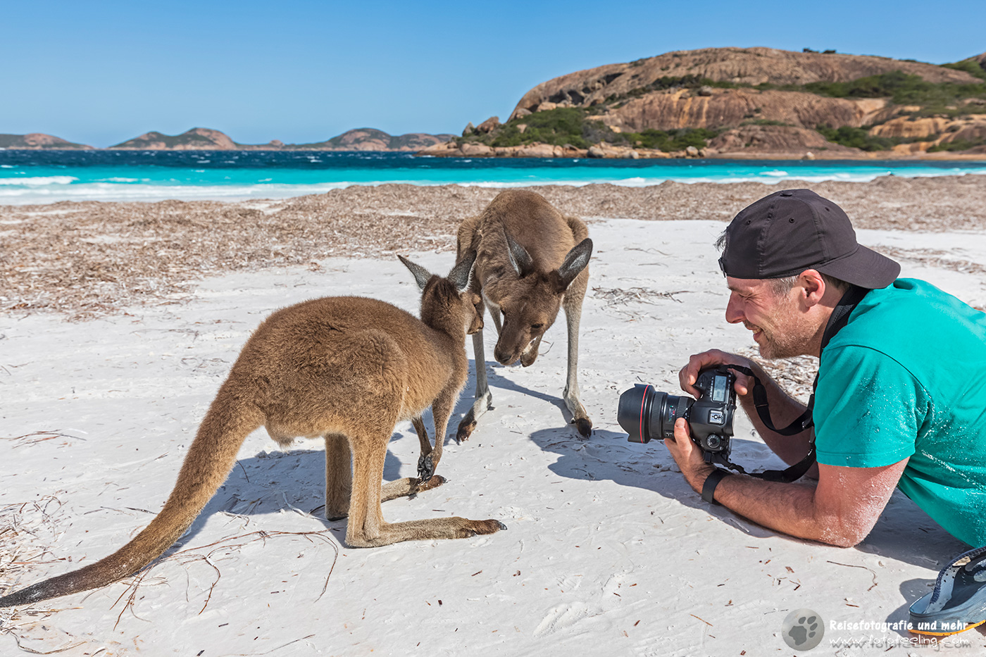 Chris fotografiert Westliche Graue Riesenkängurus (Macropus fuliginosus)