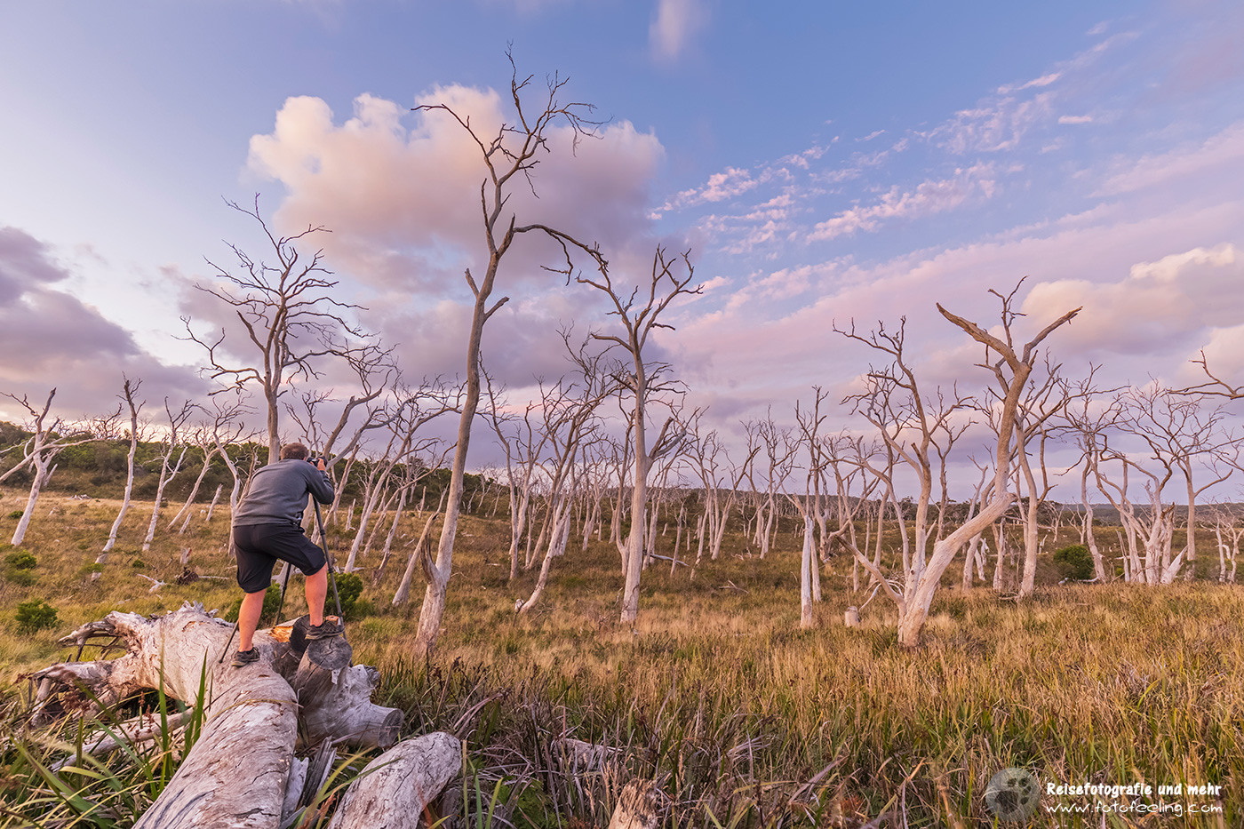Chris fotografiert tote Eukalyptusbäume in der Abenddämmerung