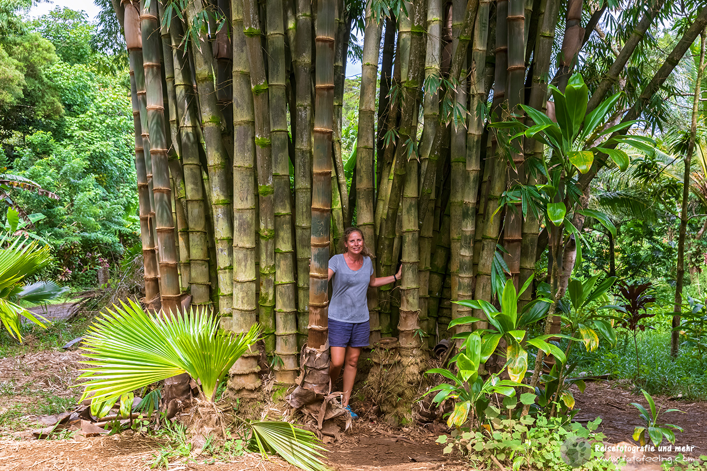Riesiger Bambus