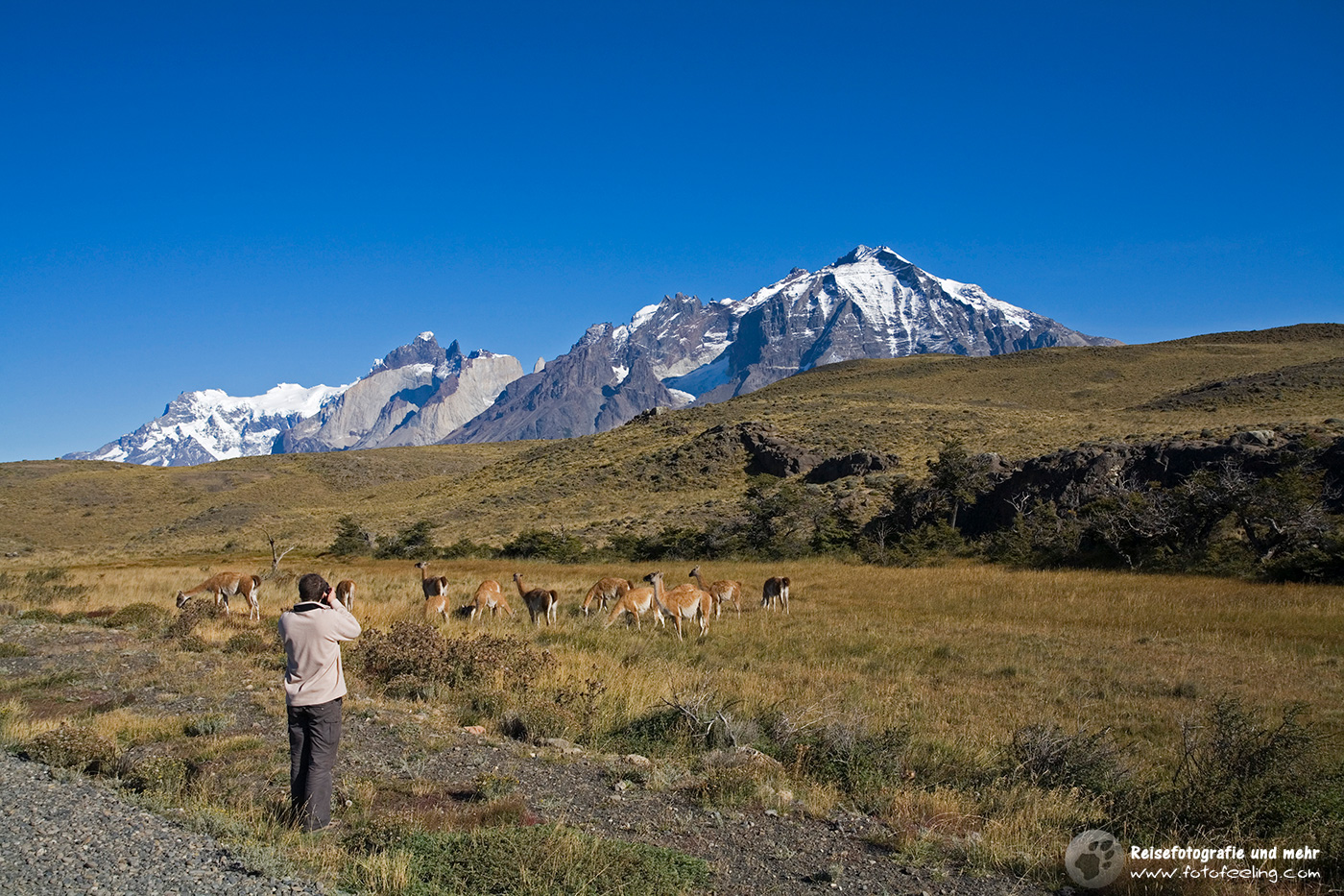 Eine Herde grasende Guanakos im Nationalpark Torres del Paine