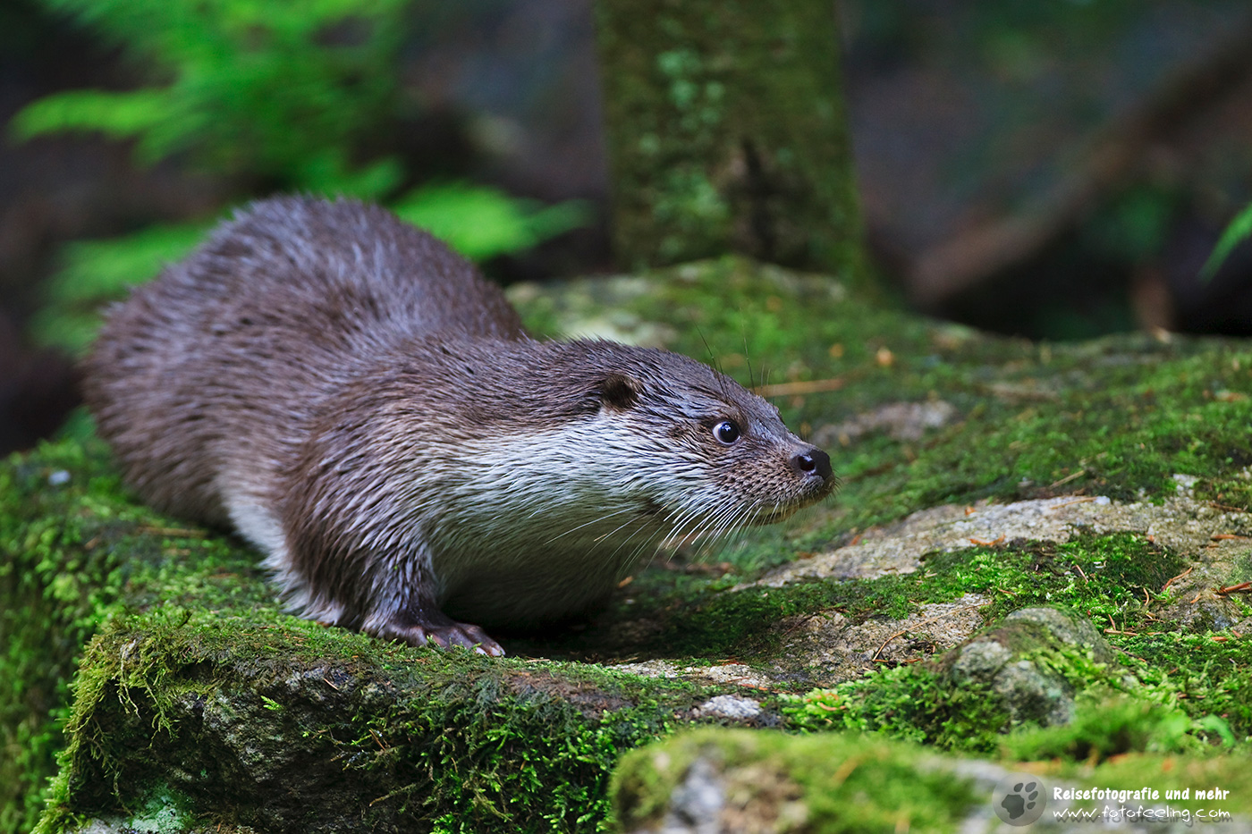 Fischotter (Lutra lutra)