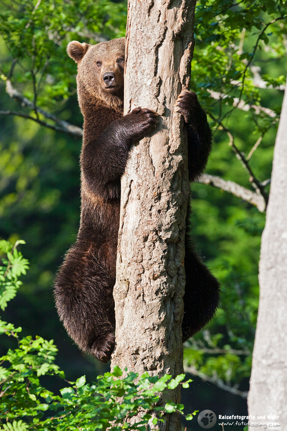 Europäische Braunbär oder Eurasische Braunbär (Ursus arctos arctos)