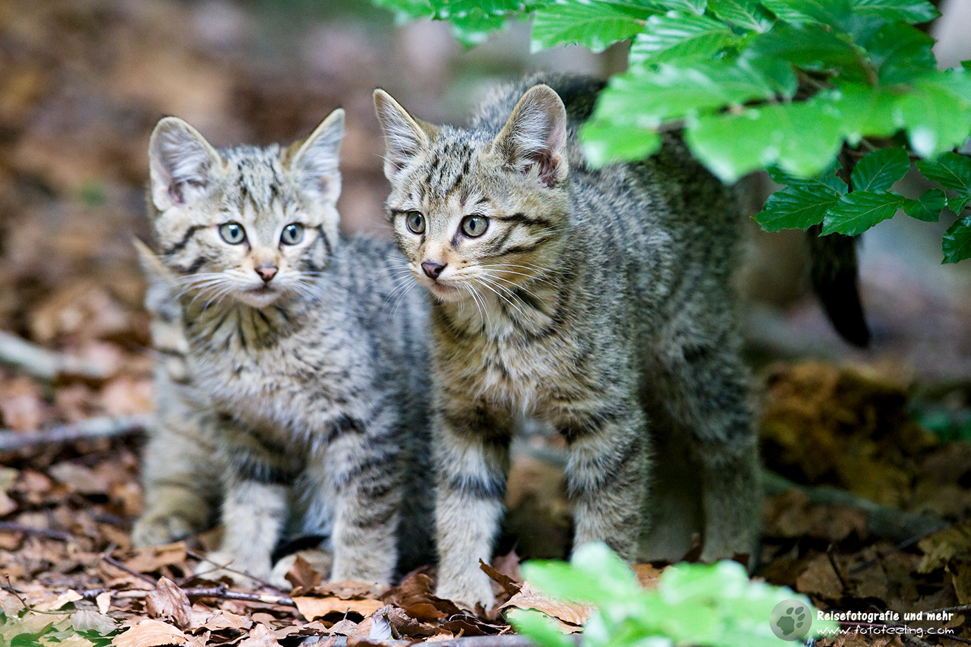Europäische Wildkatze oder Waldkatze (Felis silvestris)