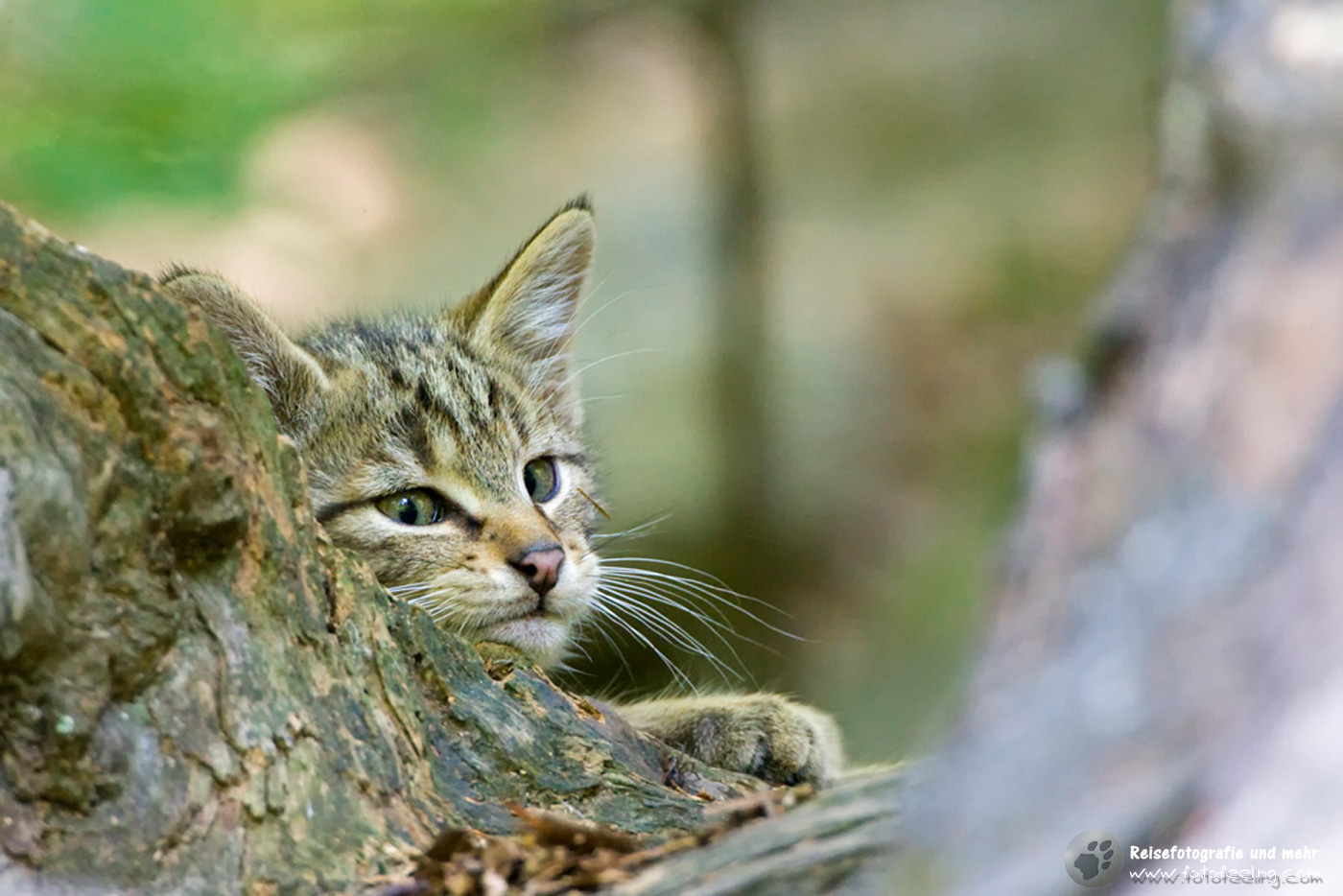 Europäische Wildkatze oder Waldkatze (Felis silvestris)
