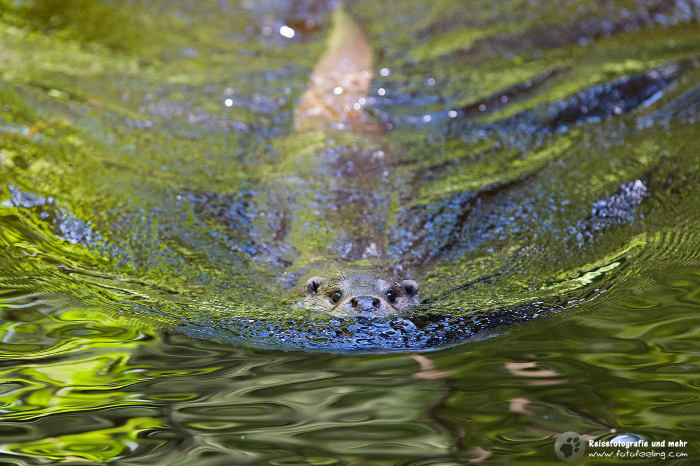 Fischotter (Lutra lutra)