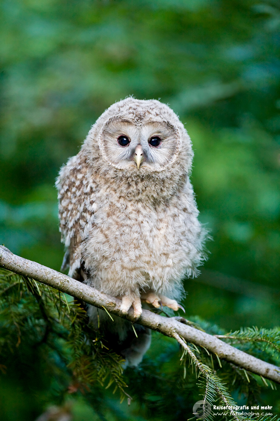 Waldkauz (Strix aluco)